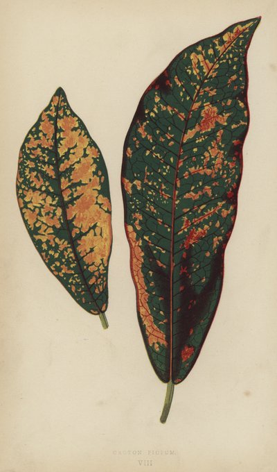Croton Pictum by English School